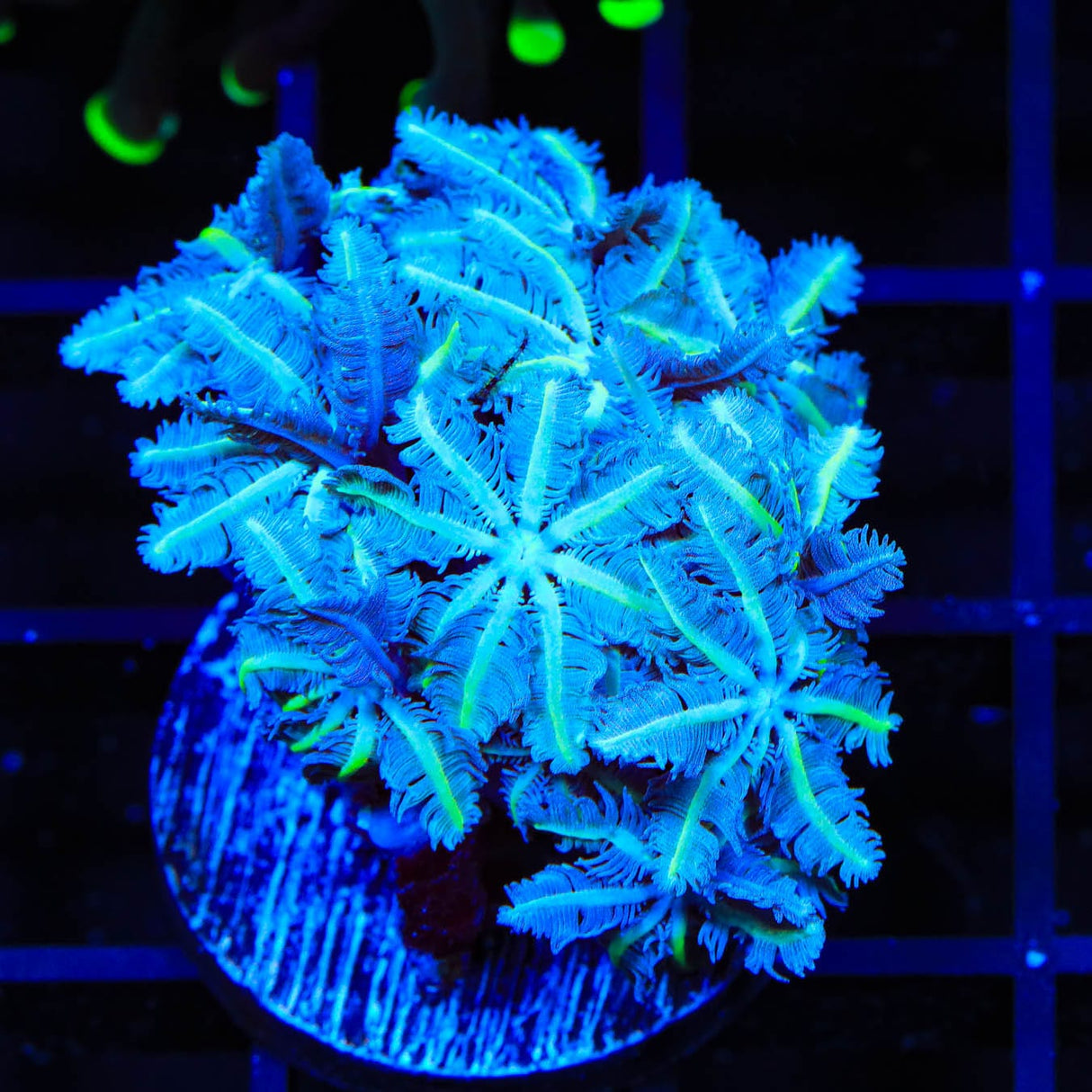 TSA Snowday Pipe Organ Coral