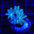 TSA Snowday Pipe Organ Coral