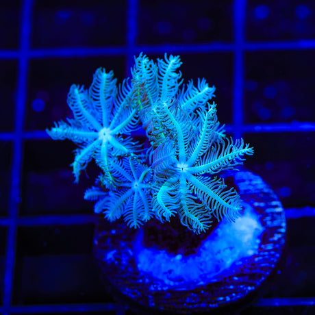 TSA Snowday Pipe Organ Coral