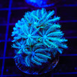 TSA Snowday Pipe Organ Coral
