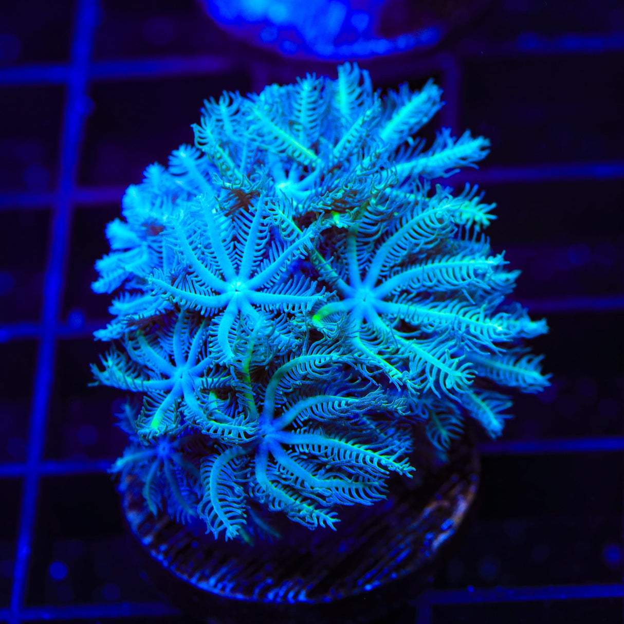TSA Snowday Pipe Organ Coral