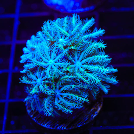 TSA Snowday Pipe Organ Coral