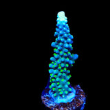 TSA Snozzberry Acropora Coral