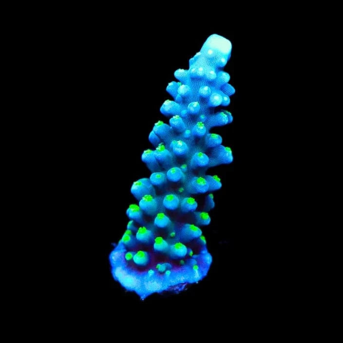 TSA Snozzberry Acropora Coral