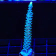 TSA Snozzberry Acropora Coral