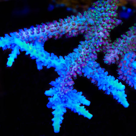 TSA Snozzberry Acropora Coral