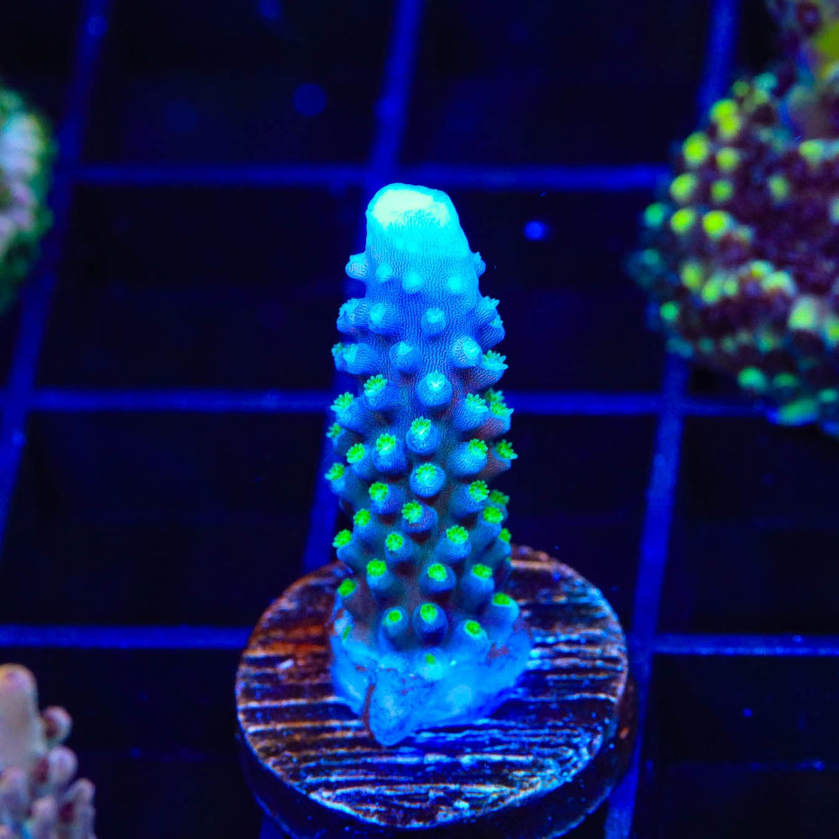 TSA Snozzberry Acropora Coral
