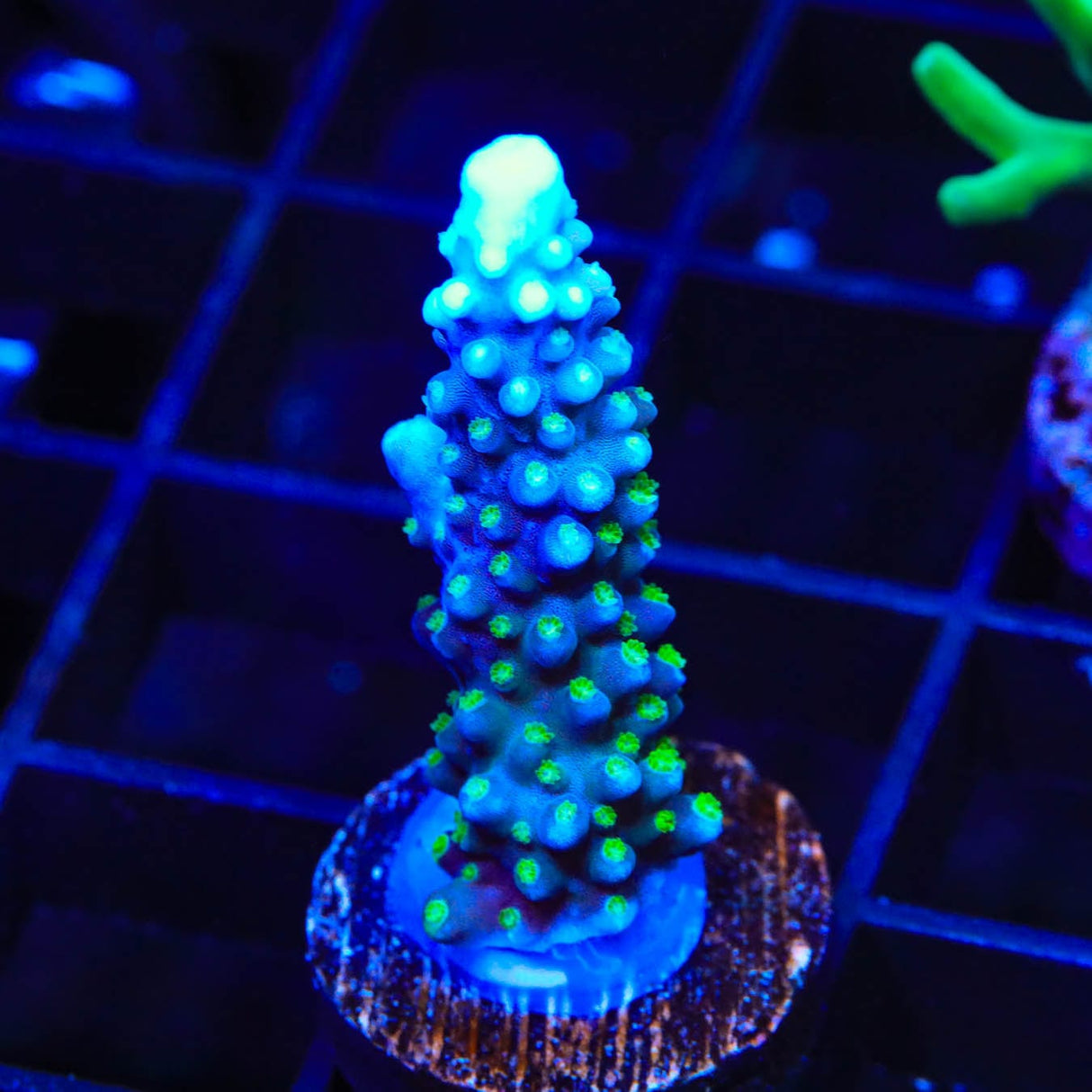 TSA Snozzberry Acropora Coral