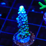 TSA Snozzberry Acropora Coral