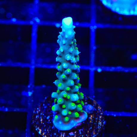 TSA Snozzberry Acropora Coral