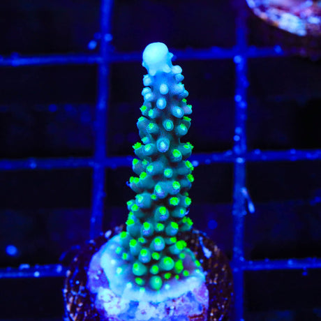 TSA Snozzberry Acropora Coral