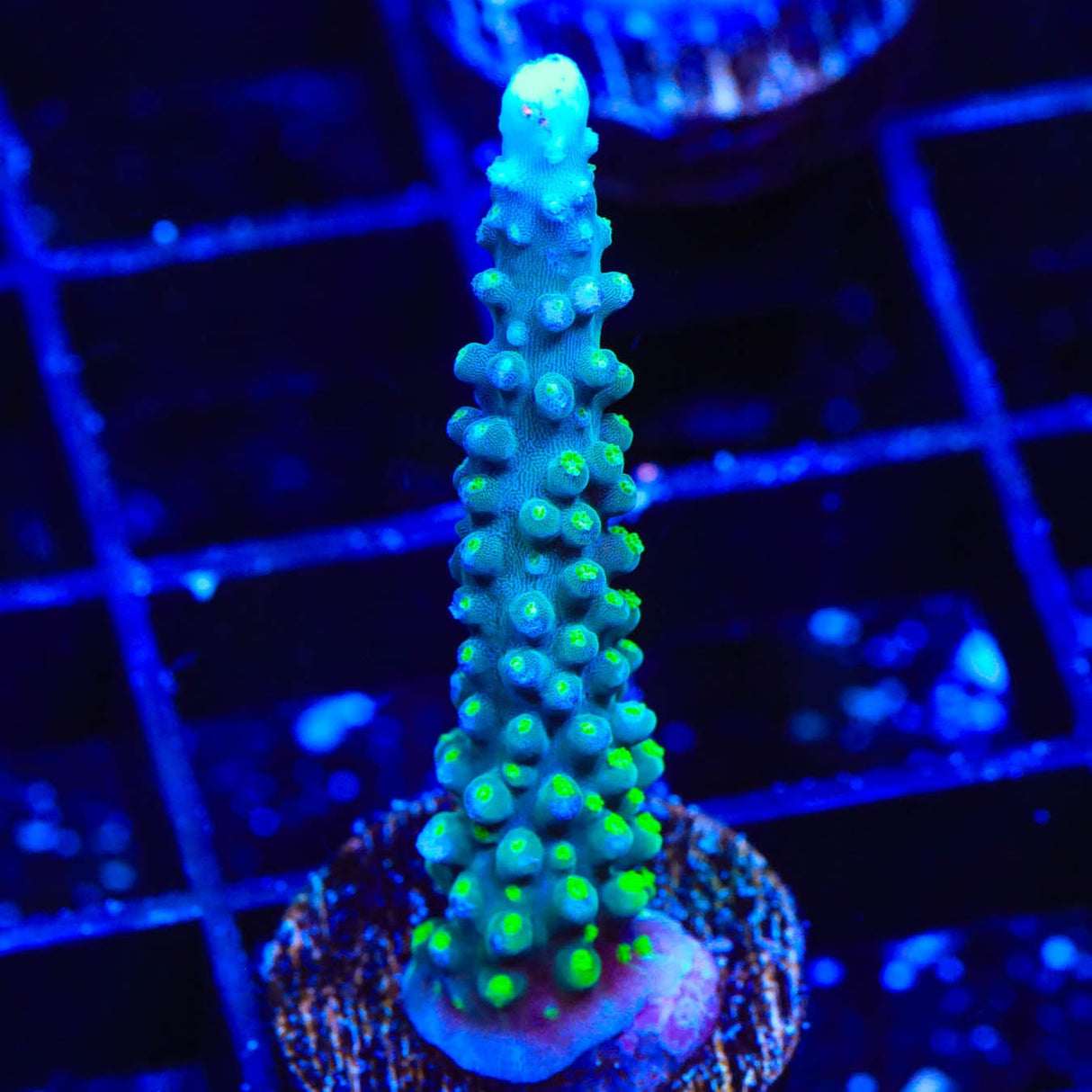 TSA Snozzberry Acropora Coral
