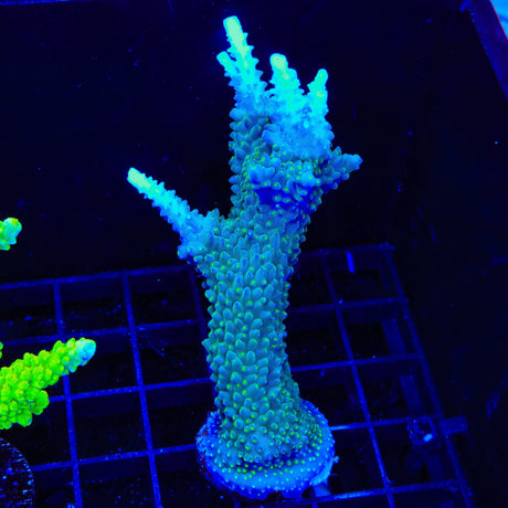 TSA Snozzberry Acropora XL Frag Coral