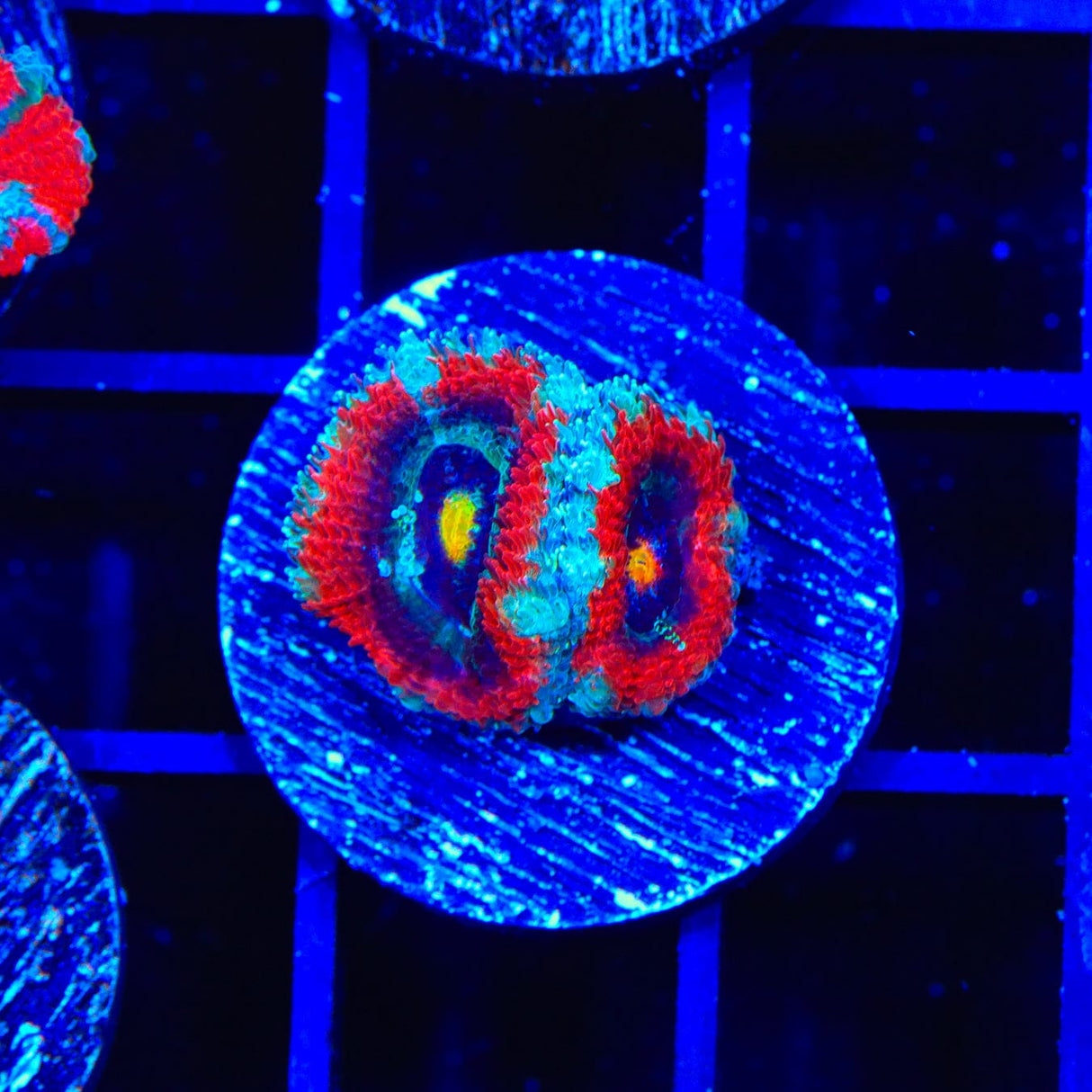 TSA Solar Blast Acan Coral