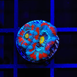 TSA Solar Blast Acan Coral