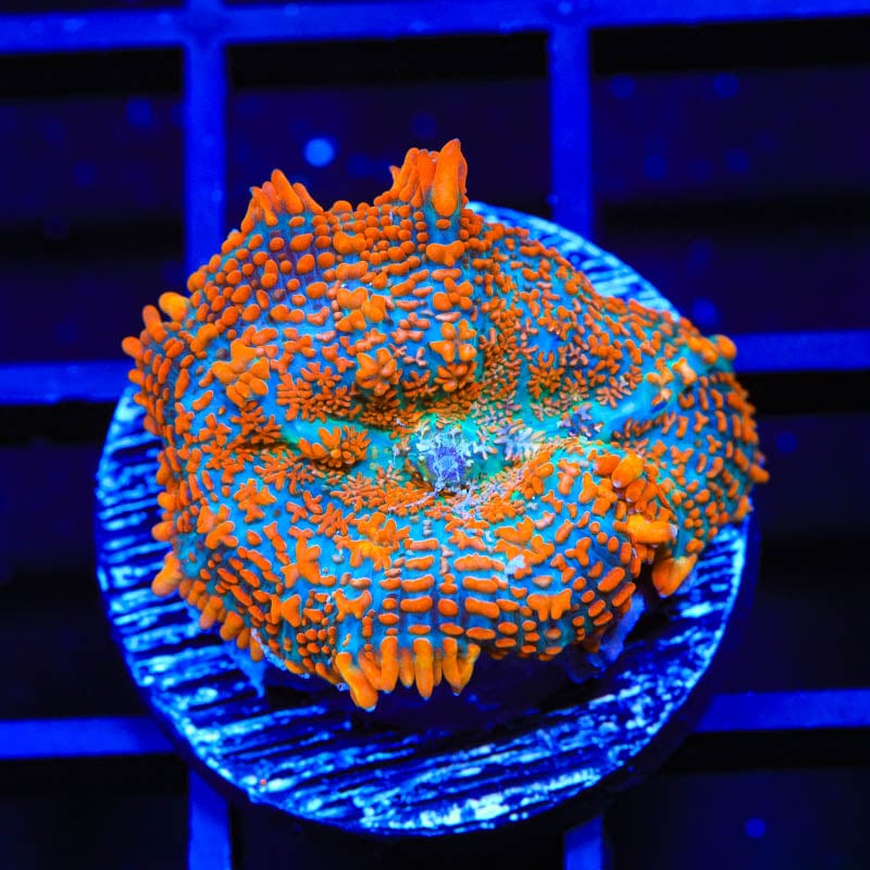 TSA Solar Wave Rhodactis Mushroom Coral