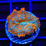 TSA Solar Wave Rhodactis Mushroom Coral
