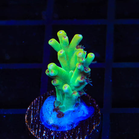 TSA Sour Apple Acropora Coral