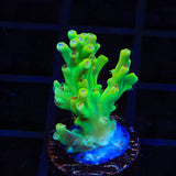 TSA Sour Apple Acropora Coral