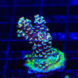 TSA Sour Diesel Malaysian Tenuis Acropora XL Frag Coral