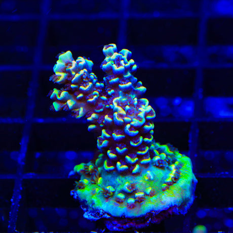 TSA Sour Diesel Malaysian Tenuis Acropora XL Frag Coral