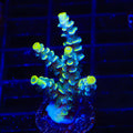 TSA Sour Diesel Malaysian Tenuis Acropora XL Frag Coral