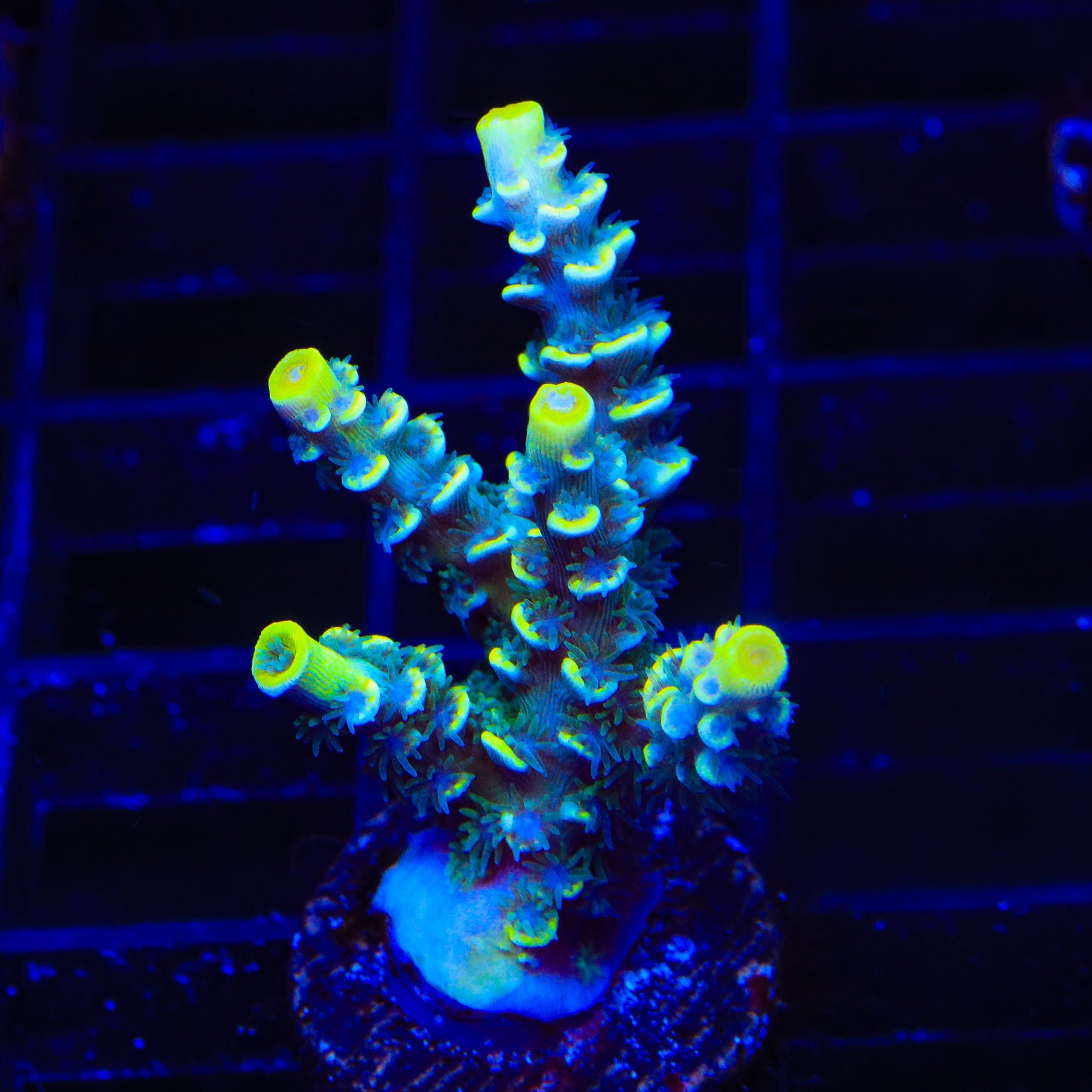 TSA Sour Diesel Malaysian Tenuis Acropora XL Frag Coral