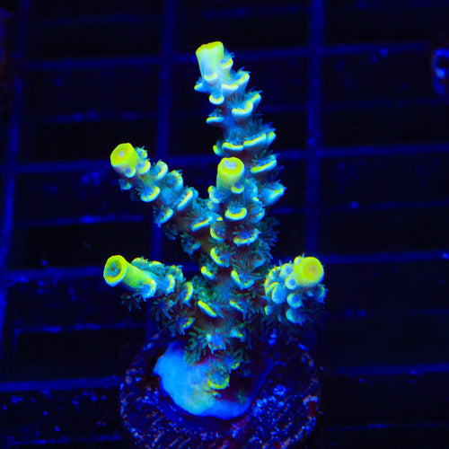 TSA Sour Diesel Malaysian Tenuis Acropora XL Frag Coral