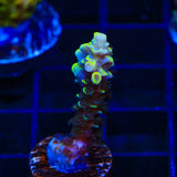 TSA Sour Diesel Tenuis Acropora Coral