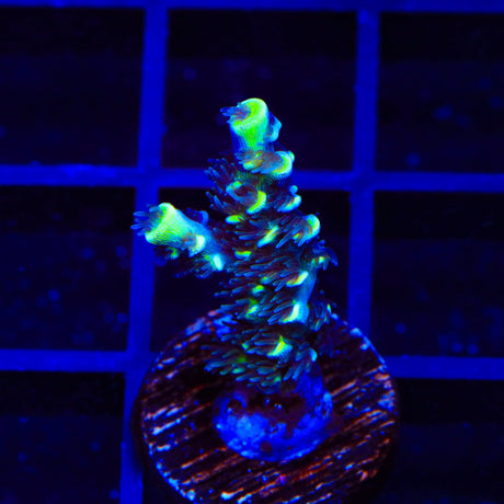 TSA Sour Diesel Tenuis Acropora Coral
