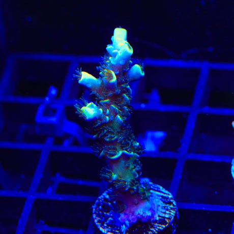 TSA Sour Diesel Tenuis Acropora Coral