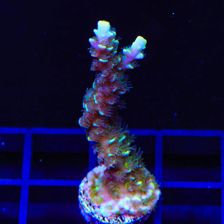 TSA Sour Diesel Tenuis Acropora Coral