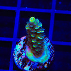 TSA Sour Diesel Tenuis Acropora Coral