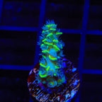 TSA Sour Diesel Tenuis Acropora Coral