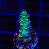 TSA Sour Diesel Tenuis Acropora Coral