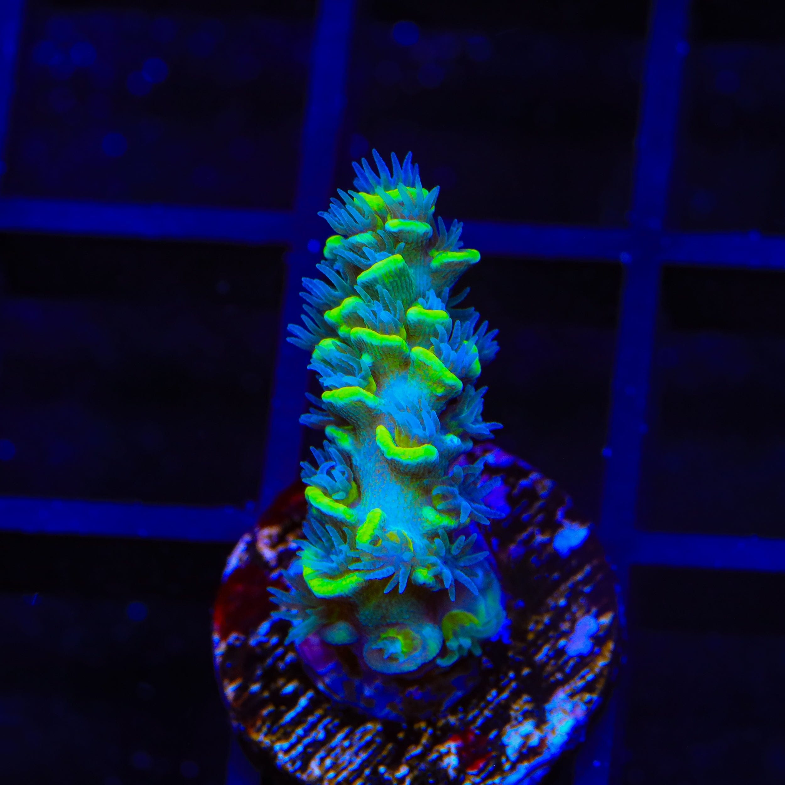 TSA Sour Diesel Tenuis Acropora Coral
