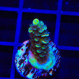 TSA Sour Diesel Tenuis Acropora Coral
