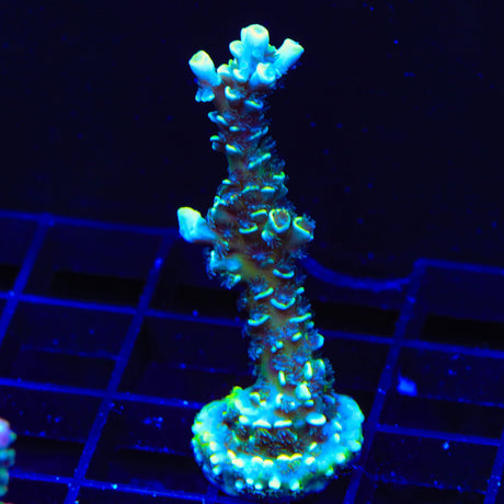 TSA Sour Diesel Tenuis Acropora Coral