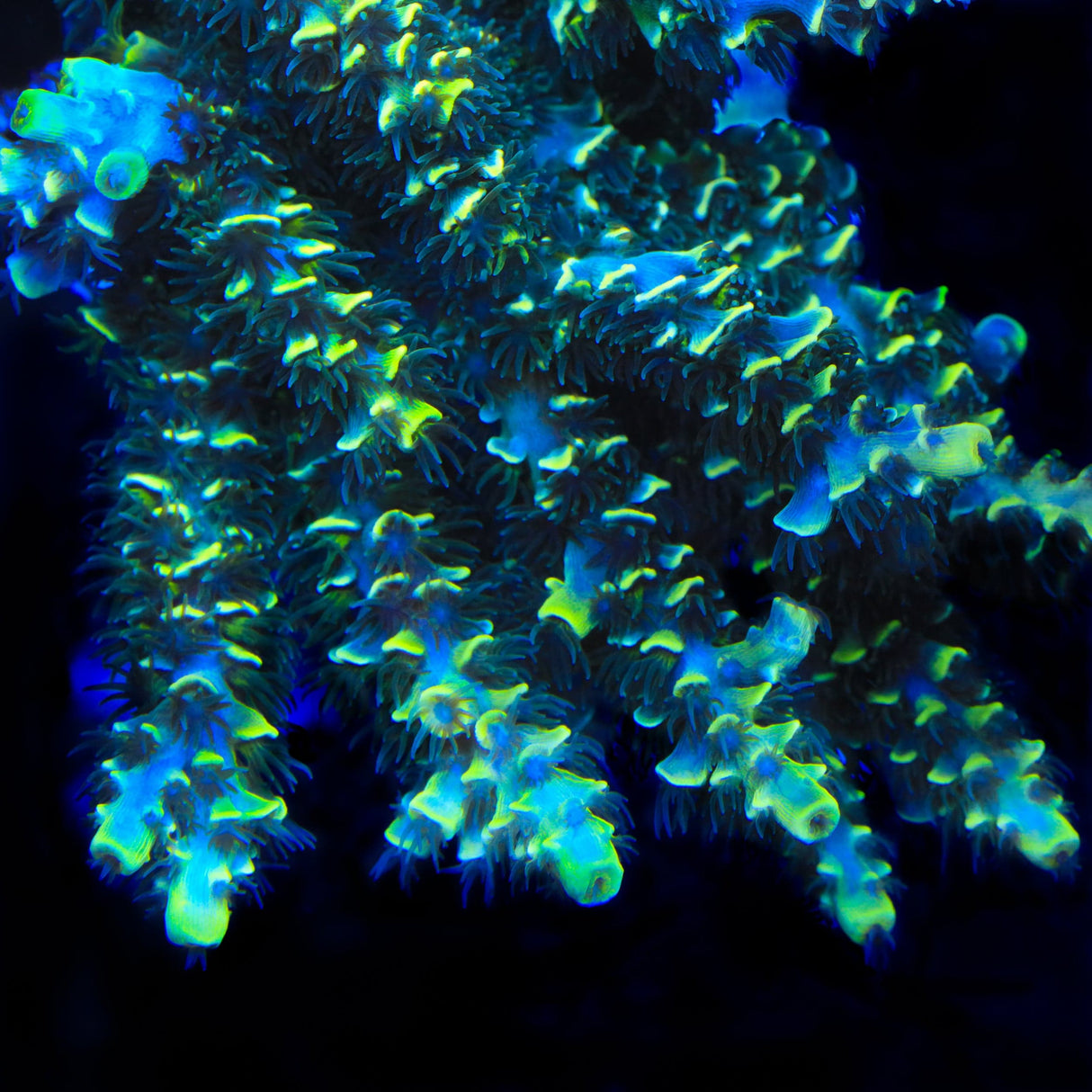 TSA Sour Diesel Tenuis Acropora Coral