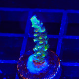 TSA Sour Diesel Tenuis Acropora Coral