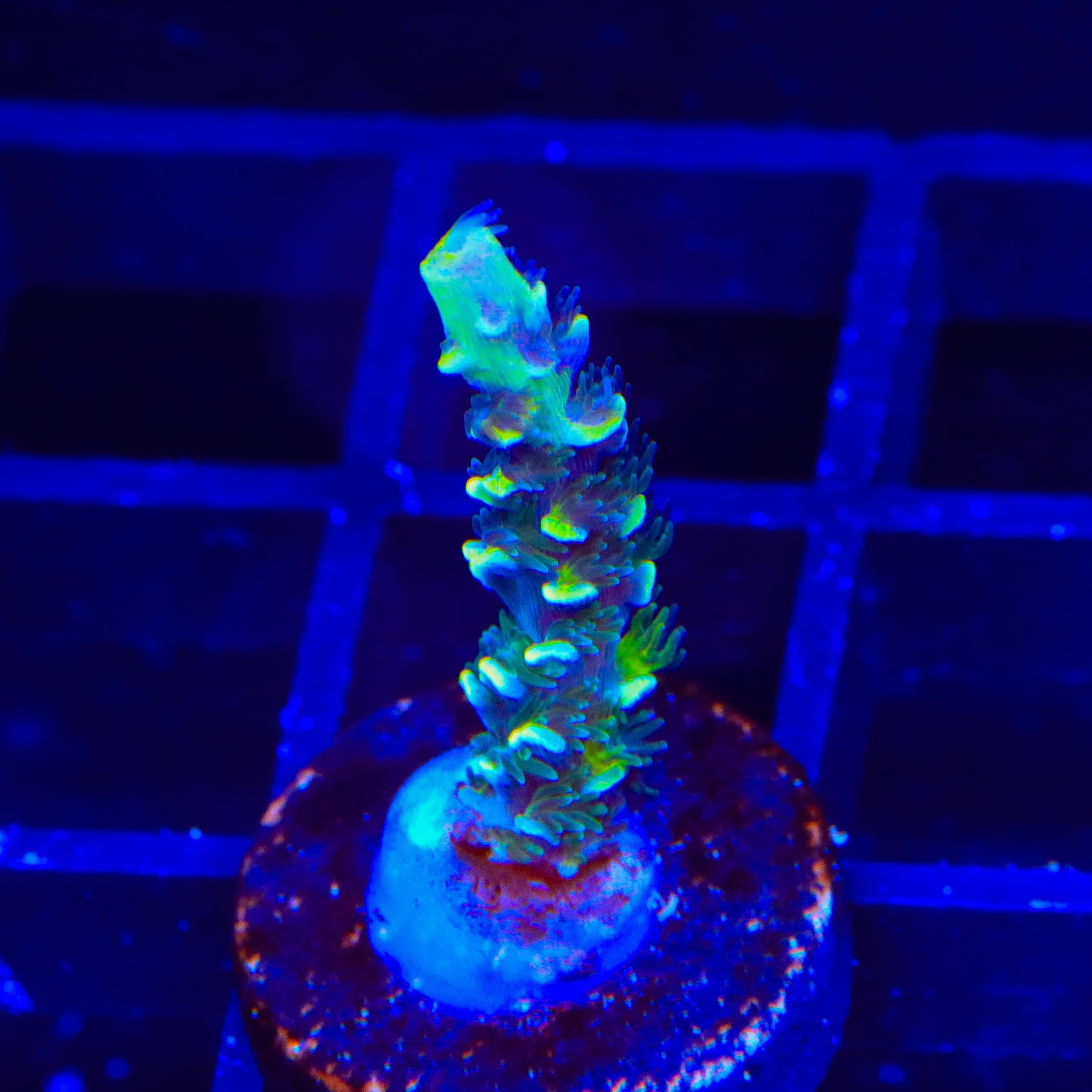 TSA Sour Diesel Tenuis Acropora Coral
