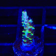 TSA Sour Diesel Tenuis Acropora Coral