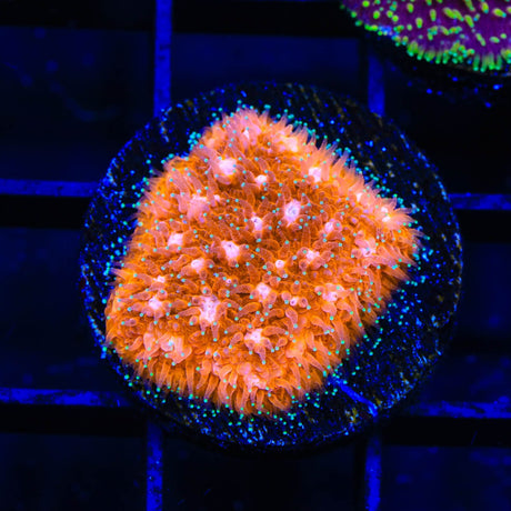 TSA Sour Orange Lithophyllon Coral