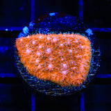 TSA Sour Orange Lithophyllon Coral