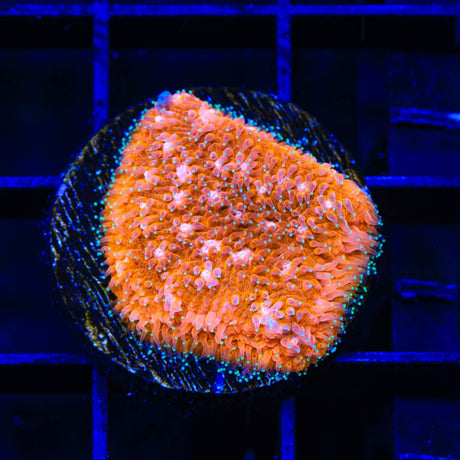 TSA Sour Orange Lithophyllon Coral