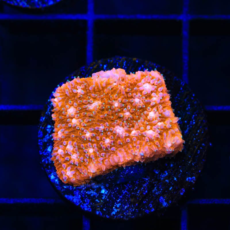 TSA Sour Orange Lithophyllon Coral