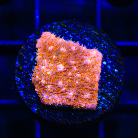 TSA Sour Orange Lithophyllon Coral