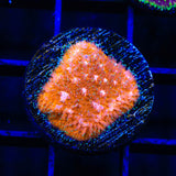 TSA Sour Orange Lithophyllon Coral
