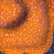 TSA Sour Orange Lithophyllon Coral