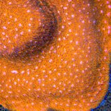 TSA Sour Orange Lithophyllon Coral